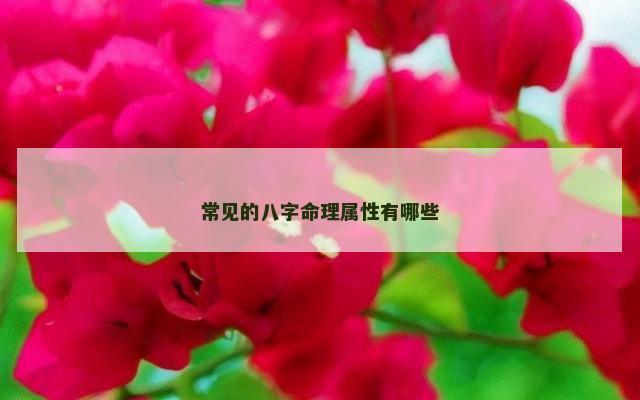 常见的八字命理属性有哪些