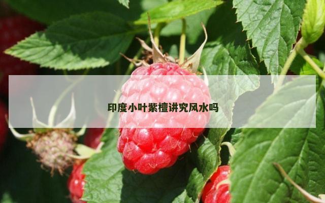 印度小叶紫檀讲究风水吗