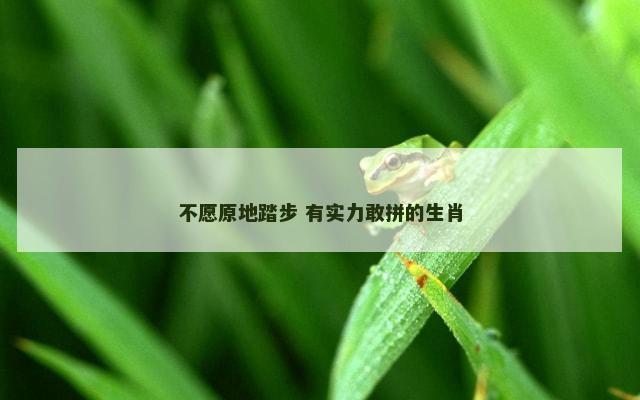 不愿原地踏步 有实力敢拼的生肖
