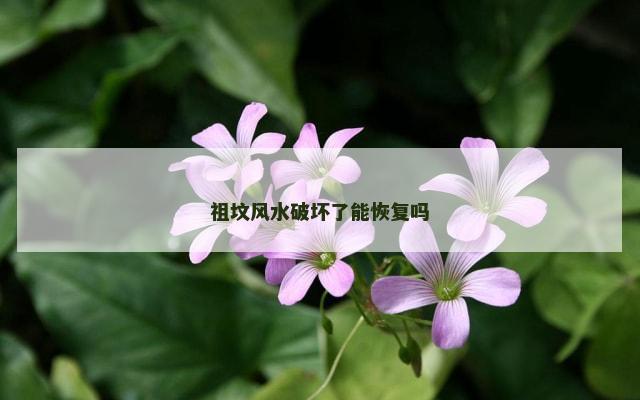 祖坟风水破坏了能恢复吗
