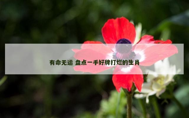 有命无运 盘点一手好牌打烂的生肖