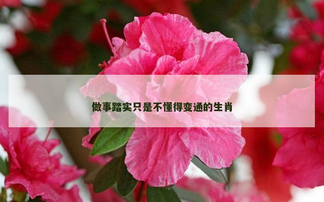 做事踏实只是不懂得变通的生肖