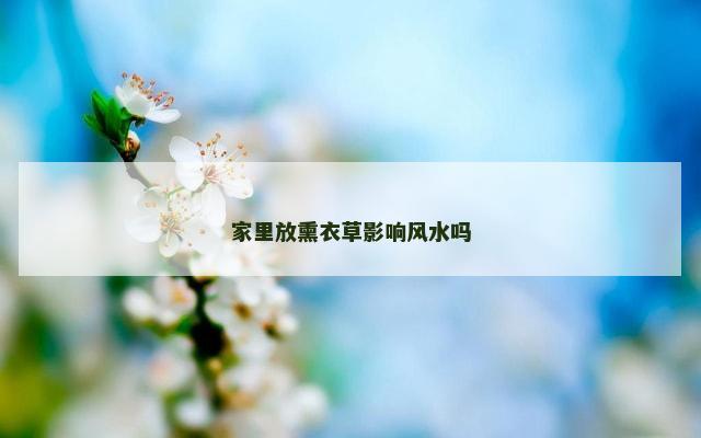 家里放熏衣草影响风水吗