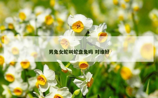 男兔女蛇叫蛇盘兔吗 对谁好