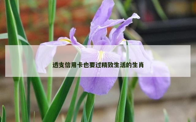 透支信用卡也要过精致生活的生肖
