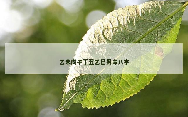 乙未戊子丁丑乙巳男命八字
