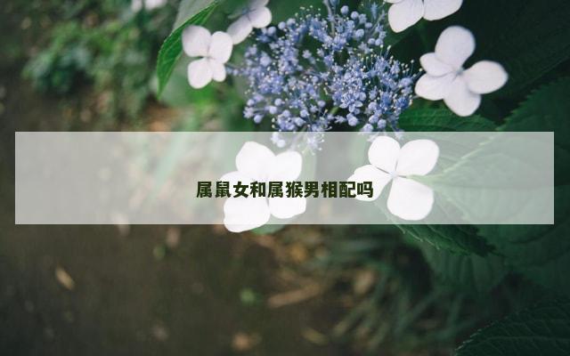 属鼠女和属猴男相配吗