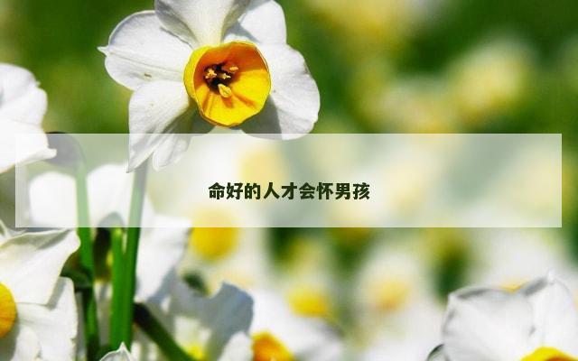 命好的人才会怀男孩