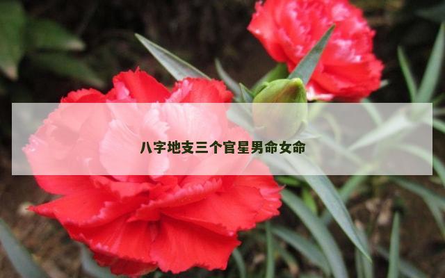 八字地支三个官星男命女命