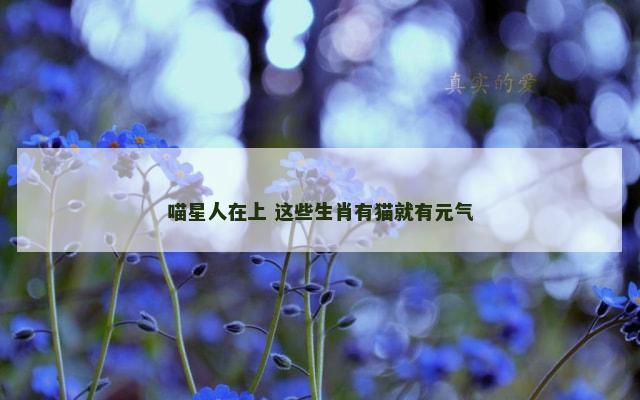 喵星人在上 这些生肖有猫就有元气