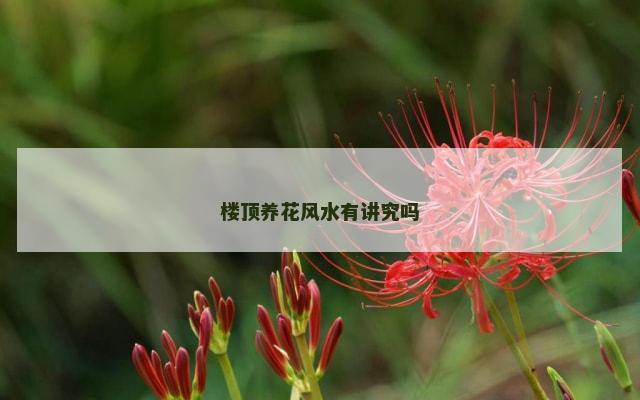 楼顶养花风水有讲究吗