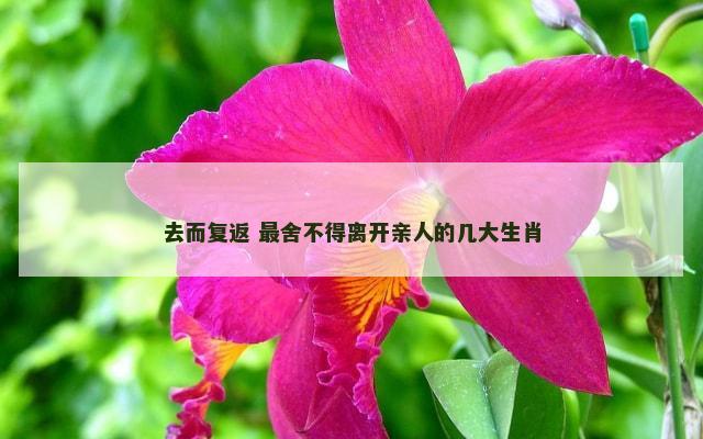 去而复返 最舍不得离开亲人的几大生肖