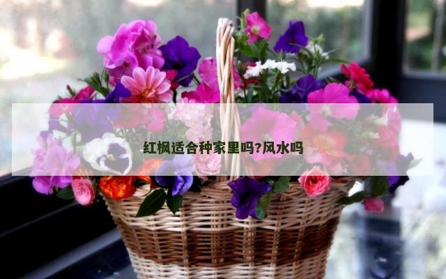 红枫适合种家里吗?风水吗