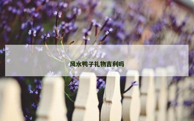 风水鸭子礼物吉利吗