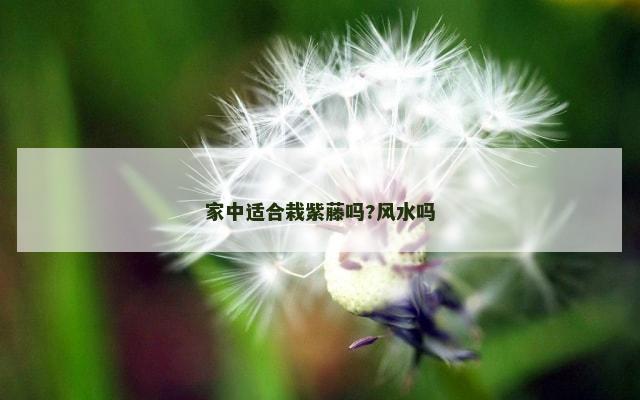 家中适合栽紫藤吗?风水吗