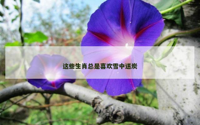 这些生肖总是喜欢雪中送炭