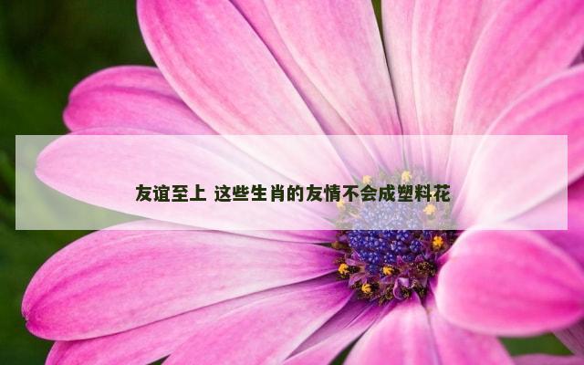 友谊至上 这些生肖的友情不会成塑料花