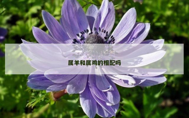 属羊和属鸡的相配吗