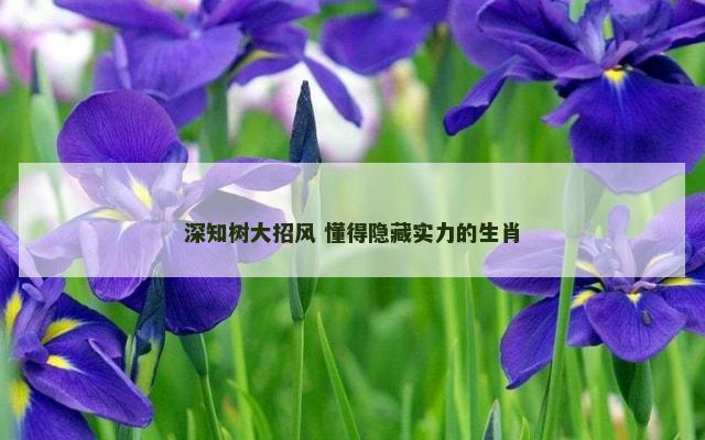 深知树大招风 懂得隐藏实力的生肖