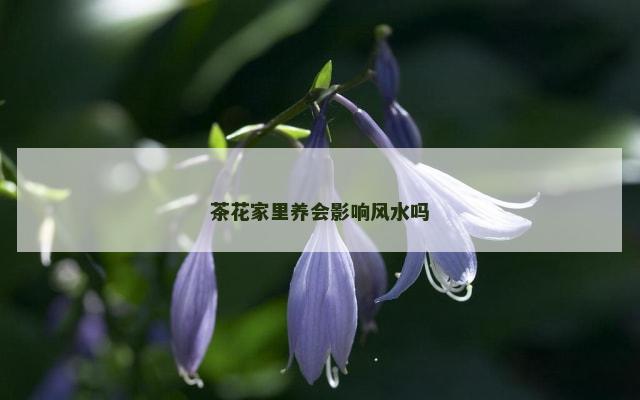 茶花家里养会影响风水吗