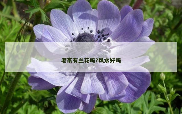 老家有兰花吗?风水好吗