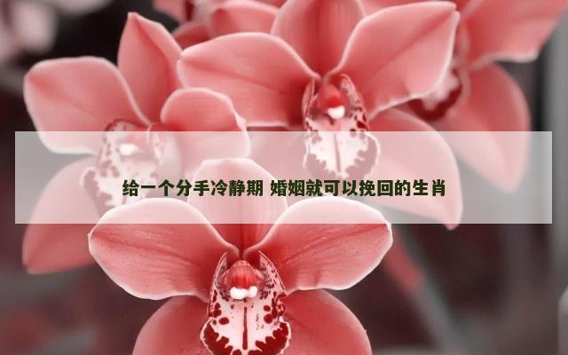 给一个分手冷静期 婚姻就可以挽回的生肖