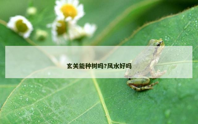 玄关能种树吗?风水好吗