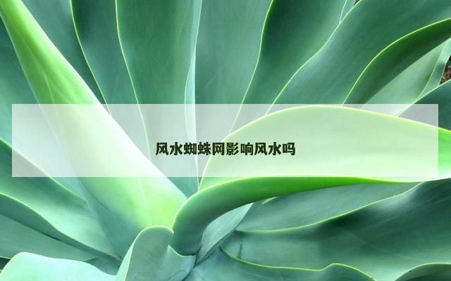 风水蜘蛛网影响风水吗