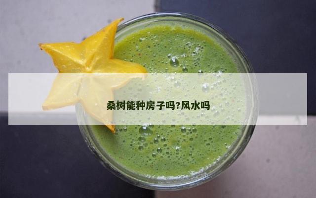 桑树能种房子吗?风水吗