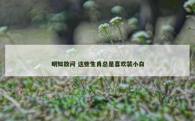 明知故问 这些生肖总是喜欢装小白