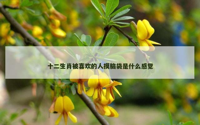 十二生肖被喜欢的人摸脑袋是什么感觉