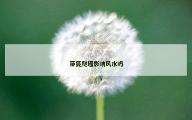 藤蔓爬墙影响风水吗
