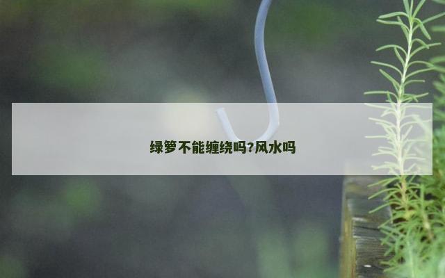 绿箩不能缠绕吗?风水吗