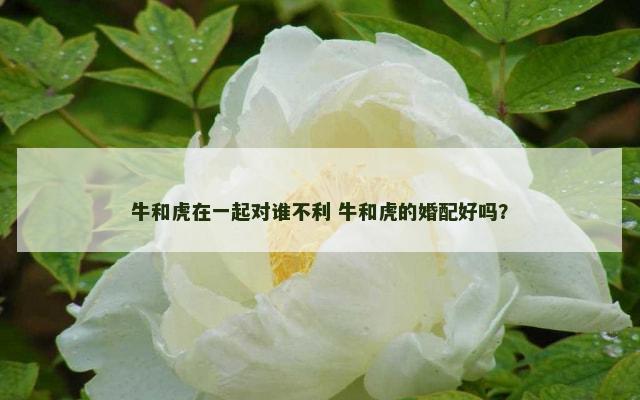 牛和虎在一起对谁不利 牛和虎的婚配好吗？