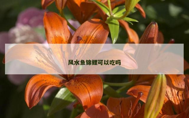 风水鱼锦鲤可以吃吗