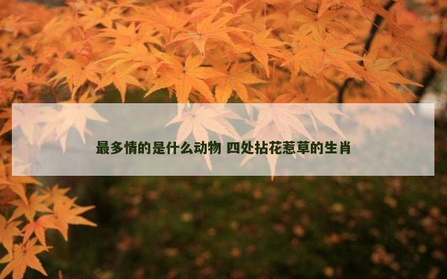 最多情的是什么动物 四处拈花惹草的生肖