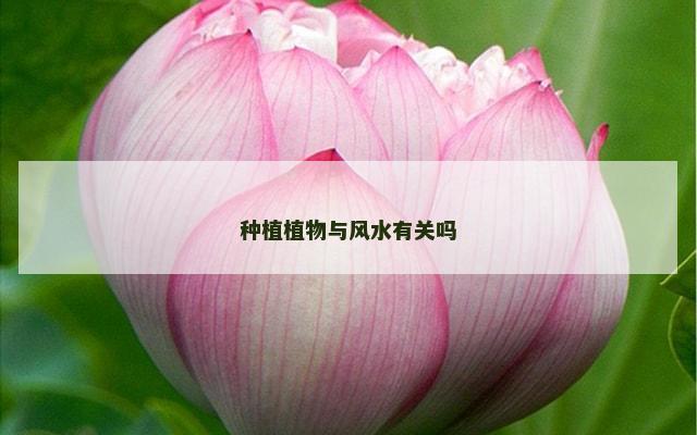 种植植物与风水有关吗