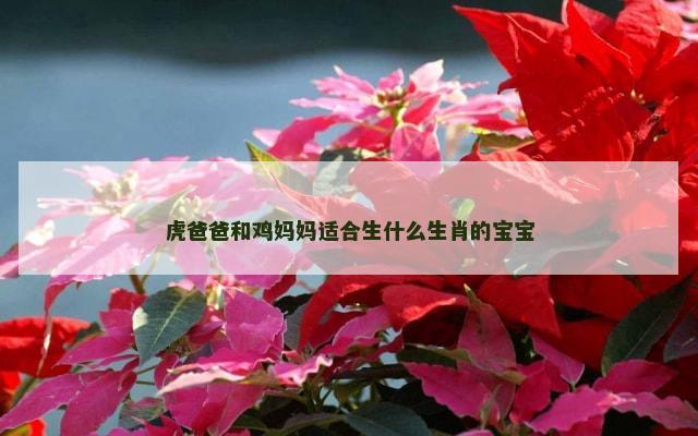 虎爸爸和鸡妈妈适合生什么生肖的宝宝