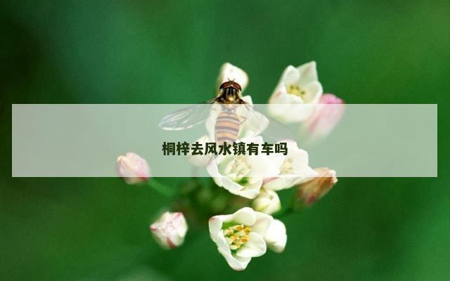 桐梓去风水镇有车吗