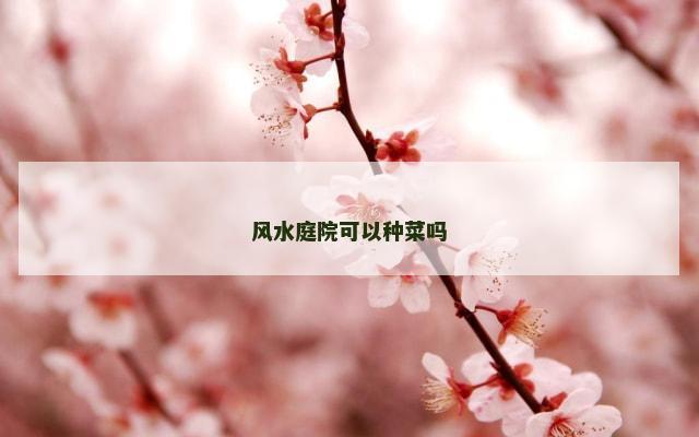 风水庭院可以种菜吗
