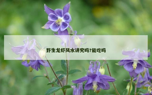 野生龙虾风水讲究吗?能吃吗