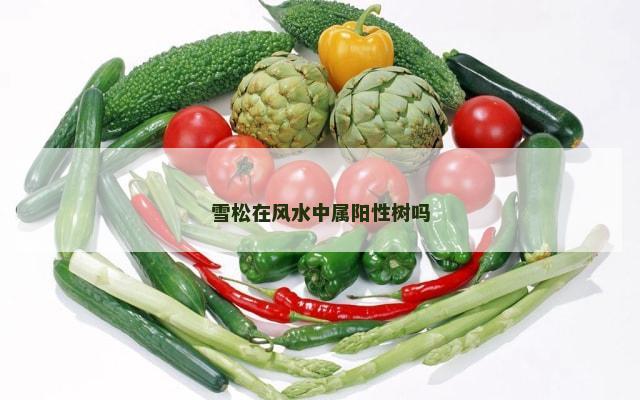 雪松在风水中属阳性树吗