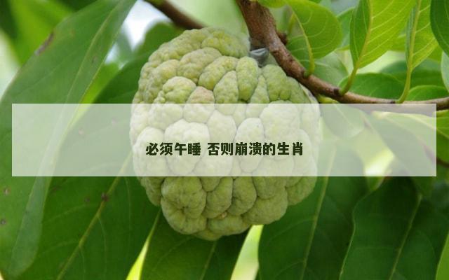 必须午睡 否则崩溃的生肖