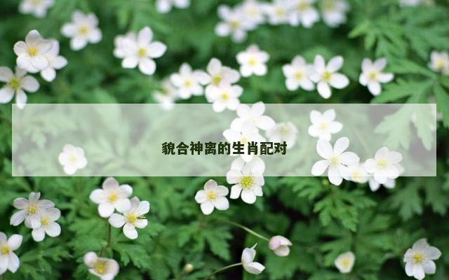 貌合神离的生肖配对