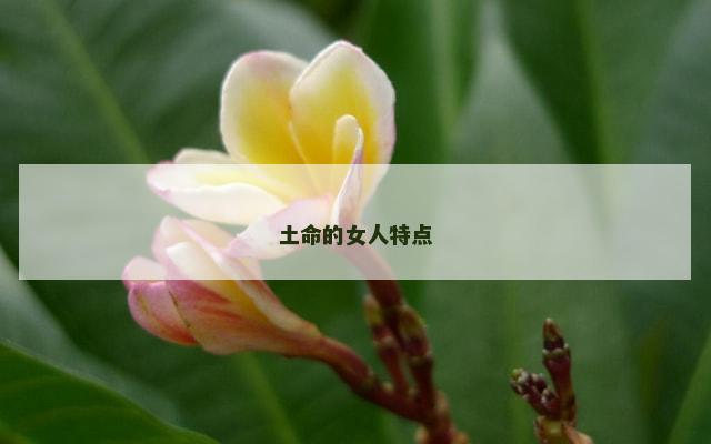 土命的女人特点