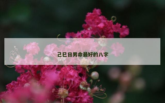 己巳日男命最好的八字