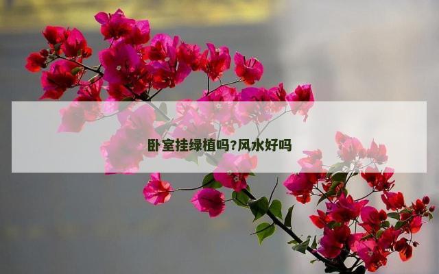 卧室挂绿植吗?风水好吗