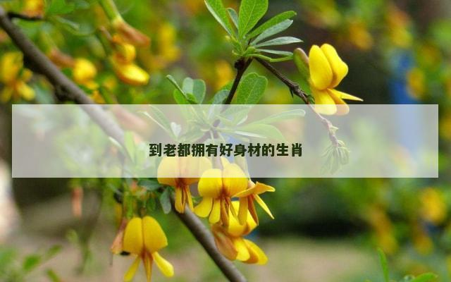 到老都拥有好身材的生肖