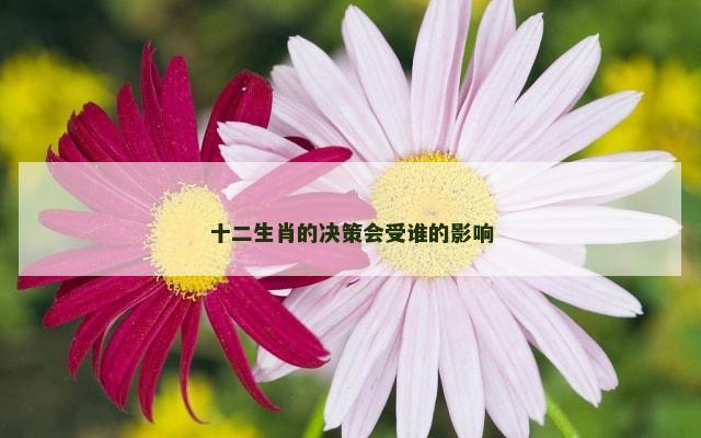 十二生肖的决策会受谁的影响