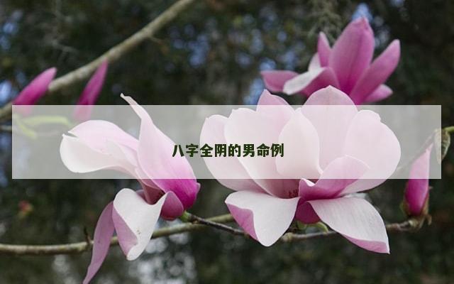八字全阴的男命例